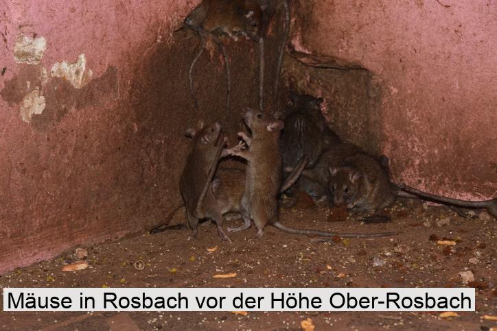 Mäuse in Rosbach vor der Höhe Ober-Rosbach